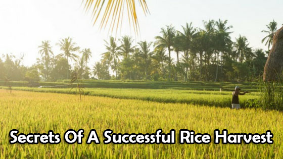 Secrets Of A Successful Rice Harvest
