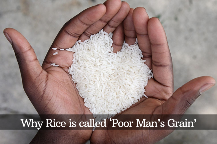 Why rice is called poor man's grain